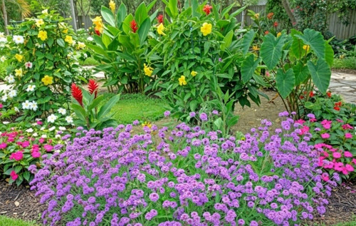 Verbena rigida slender - rigida,