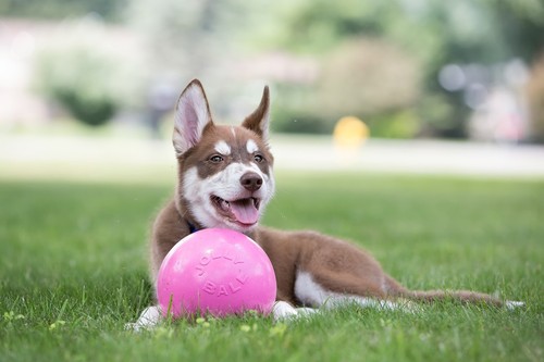 Jolly pets bounce n - pets, bounce-n-play