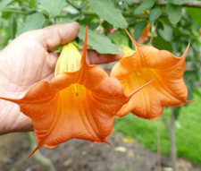 Angel’s trumpet Brugmansia
