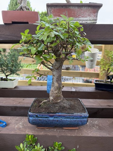 Chinese elm bonsai tree - elm,