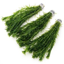 K2AQUA Elodea Densa - 3 Bunches (30 Stems) Fresh Rootless Aquarium Plants Pond