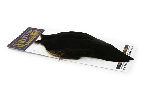 Whiting american hen cape - american,