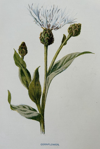 Antique print cornflower c1900 - print,
