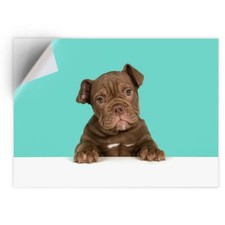 1 x Vinyl Sticker A4 - Cute Old English Bulldog Puppy Dog #21422