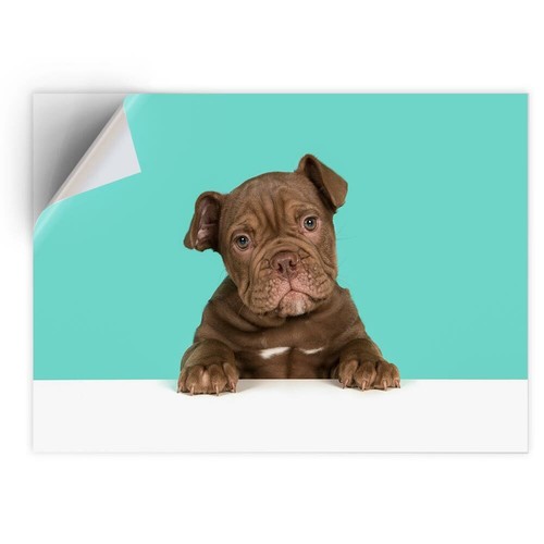 Vinyl sticker cute - 1, x