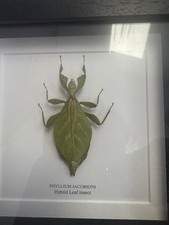 Mini Beast Leaf Insect