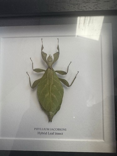 Mini beast leaf insect - mini,