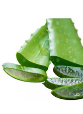 Aloe Vera Leaves Freshly Cut