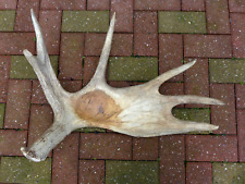 Moose Antler Home Cottage Loft Any Craft Collector Weight 3.9kg AO-17