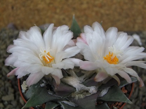 1e30 ariocarpus retusus cm - 1e30,