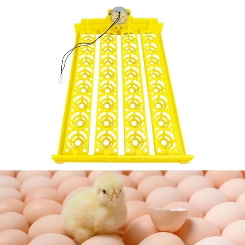 Egg incubator tray - incubator,