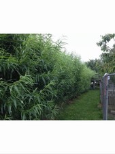 200 Willow Cuttings 12”