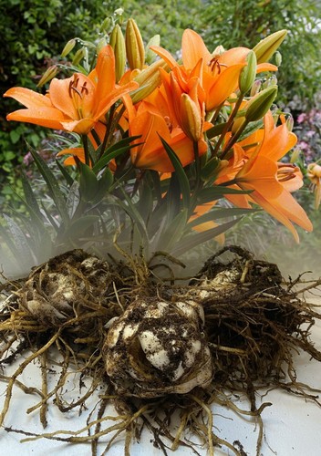 Asiatic lily bulbs orange - ,