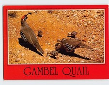 Postcard Gambel Quail