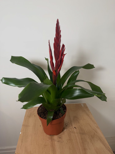 Flaming sword bromeliad - sword, |