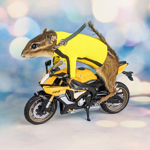Kill bill motorcycle chipmunk - motorcycle,