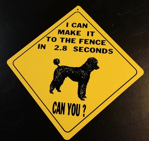 Bichon poodle seconds - bichon,