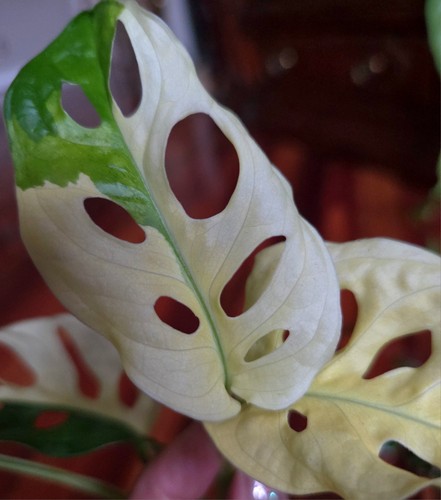 Rare monstera adansonii - monstera,
