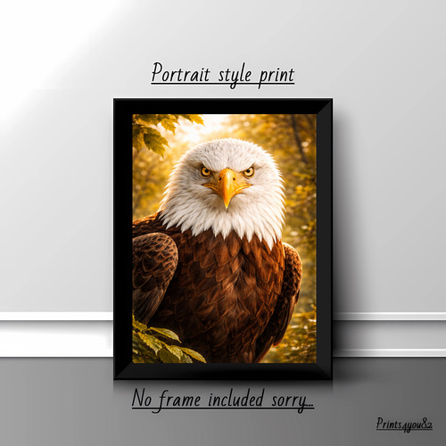 Bald eagle close portrait - bald, up