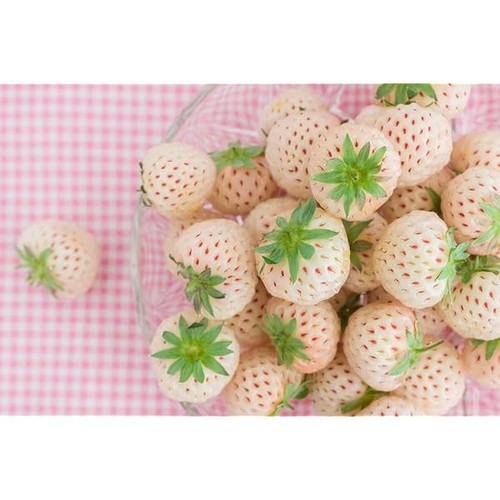 Strawberry pineberry plug - ×,