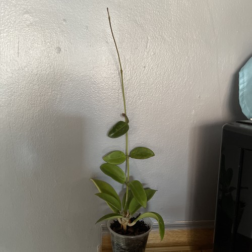 Hoya hai phong - phong, rooted