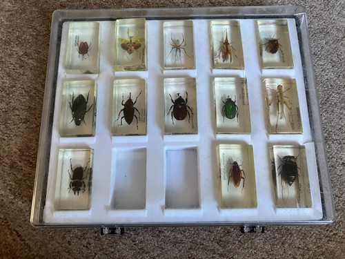 Bugs insects resin - bugs,