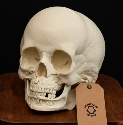 Human toddler skull replica - human,