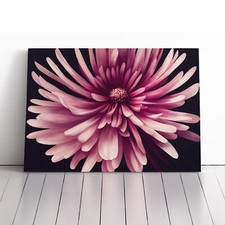 Irresistible Chrysanthemum
