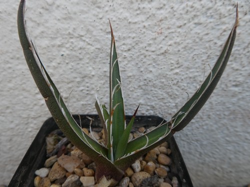 Agave schidigera shown - schidigera,,