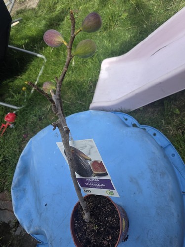 Brown turkey trees - turkey, outdoor