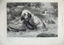 Old Antique Print 1873 Otter