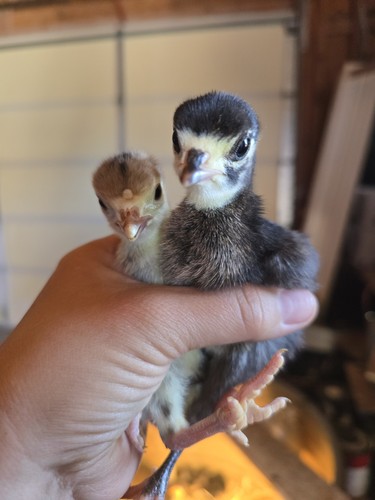 Fertile turkey hatching eggs - turkey,