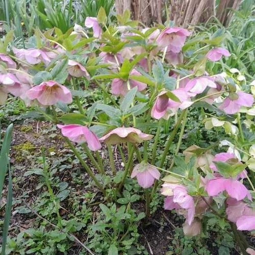 Potted pink hellebore - 1,