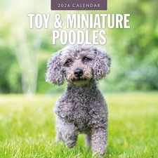 Toy and Miniature Poodles 2026 Square Wall Calendar