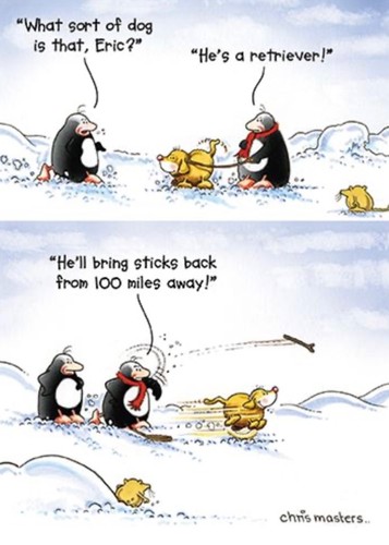 Funny eric the penguin - funny,