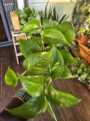 Golden pothos - golden,