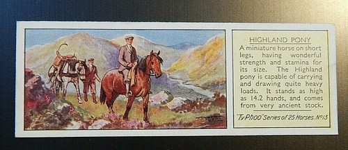 Highland pony no13 typhoo tea - highland,
