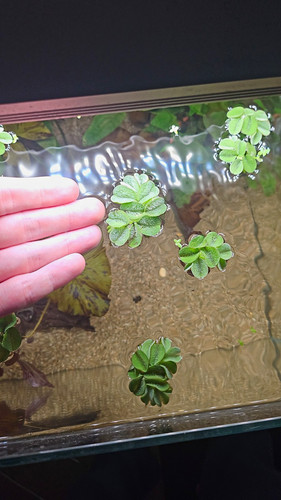 Big leaf salvinia - 5,