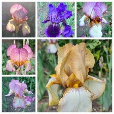 Cedric Morris Benton Iris ... plus free iris offer