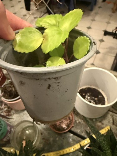 Small swedish ivy - swedish, potted