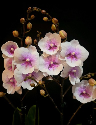 Phalaenopsis sogo f8603 - phalaenopsis, "sogo