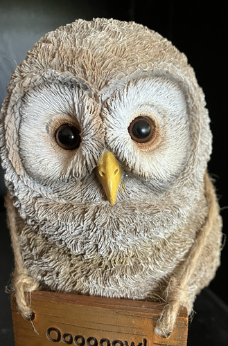 Owl will always - owl, love