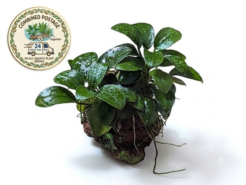 Anubias nana mini lava rock - mini, on
