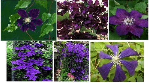 Dark purple velvet clematis - purple,