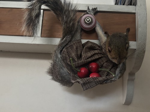 Pretty squirrel taxidermy - pretty,