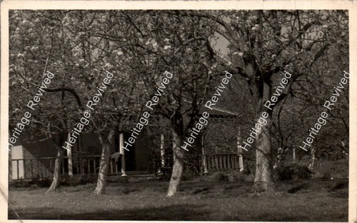Antique orchard blooming trees - blooming,