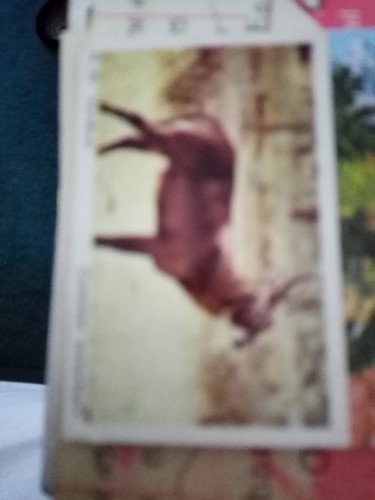 Ca5 trade card dandy - gum, wild