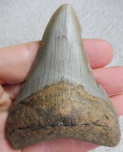 Megalodon tooth 519 inches - megalodon,