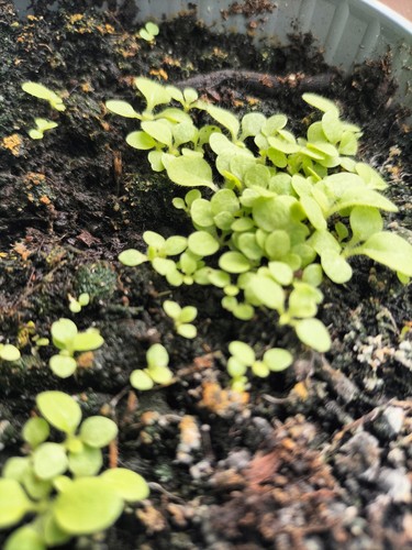 Golden virginia tobacco - tobacco, seeds