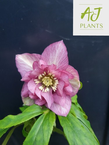 Helleborus orientalis double - orientalis,